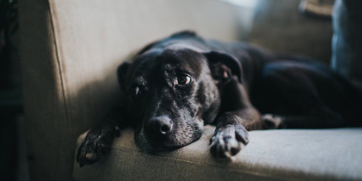 The 5 Biggest Early Warning Signs Of Cancer In Dogs
