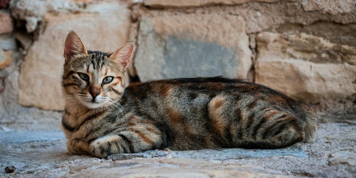 I Just Learned Why Humans Originally Kept Cats, And I'm Horrified