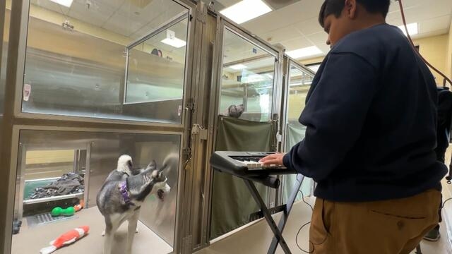 12-Year-Old Plays Music at Animal Shelters to Comfort Pets Waiting for Adoption