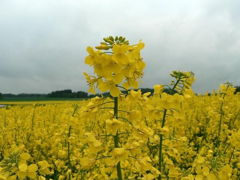 Why Australian Oilseeds (COOT) Is Among the Best Australian Stocks to Buy Now?