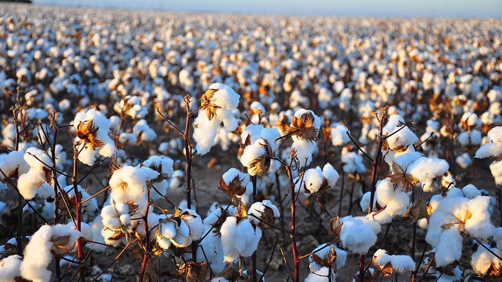 China's new cotton topping robot fully automates laborious task at 10x speed