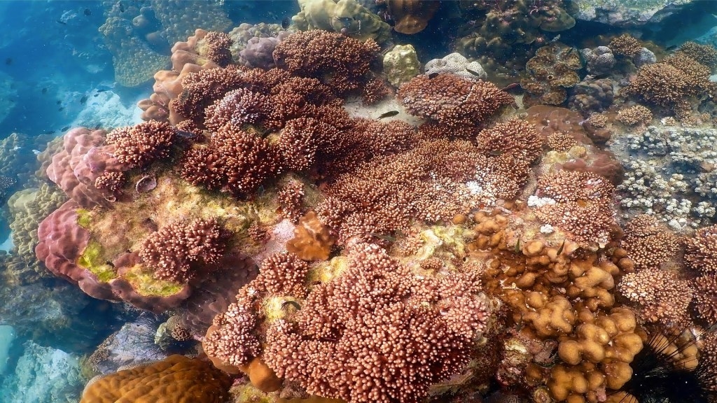 480-million-year-old sponge discovered in China built Earth's first skeletal reef