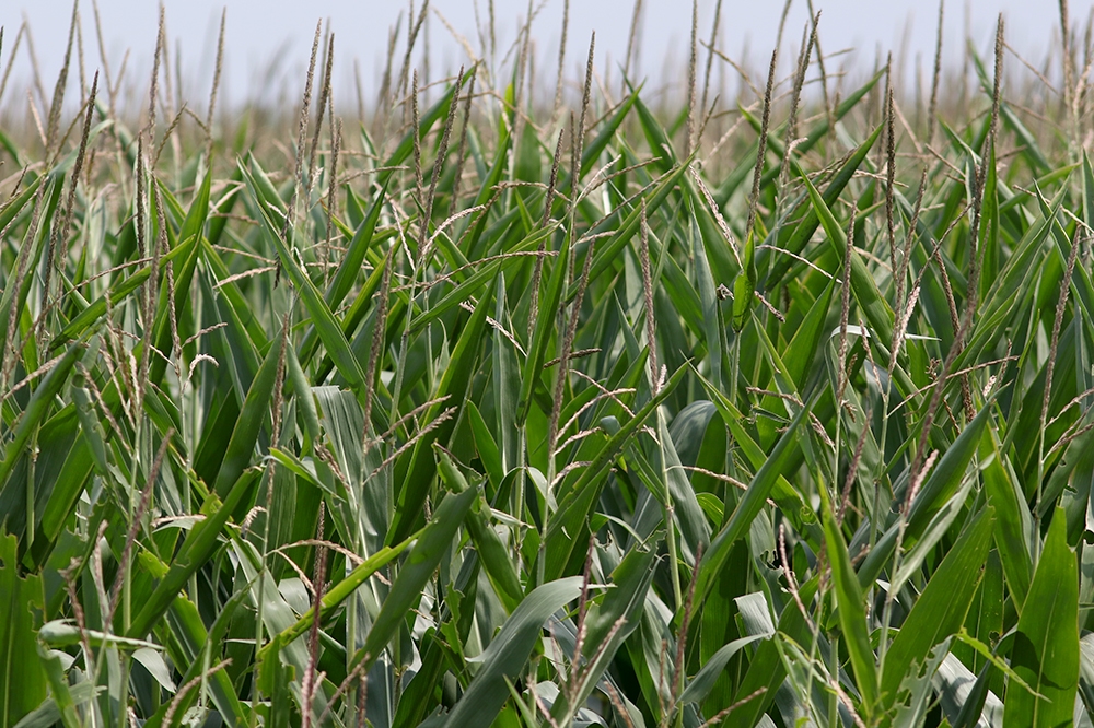 Iowa crops reported in good condition despite surplus moisture