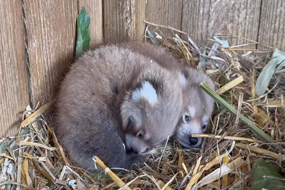 "Over the moon!" — Rare and endagered Red Panda twins born at Island zoo