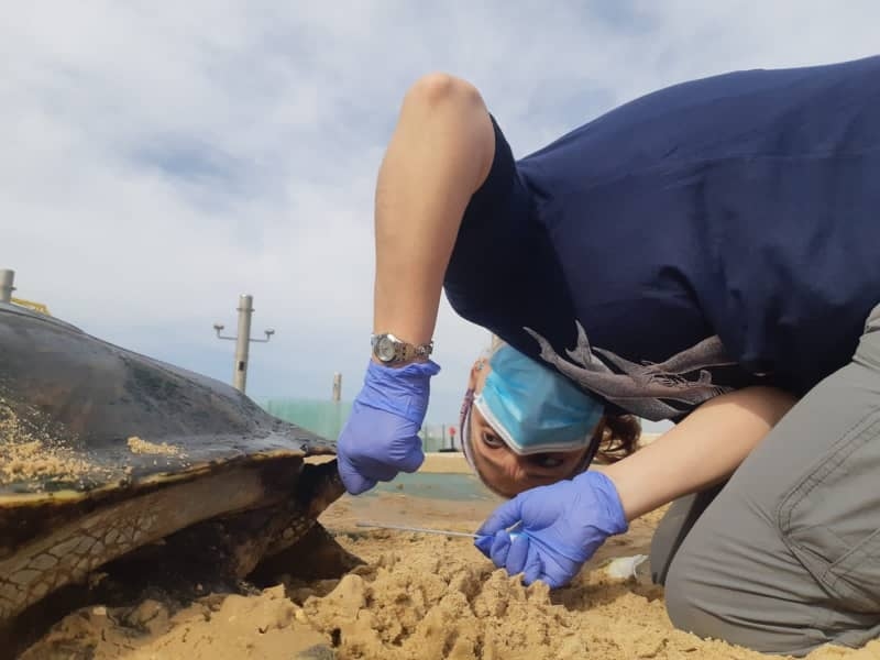 Sea turtles reveal alarming rise of drug-resistant bacteria in Mediterranean