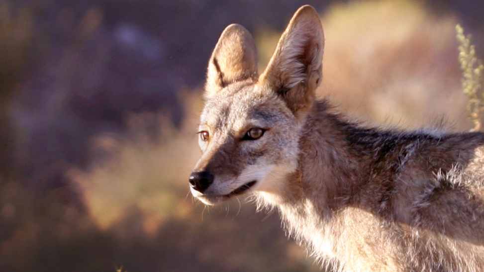 Expand the night-vision hunting season for Kansas' top varmint? I'm rooting for the coyotes.