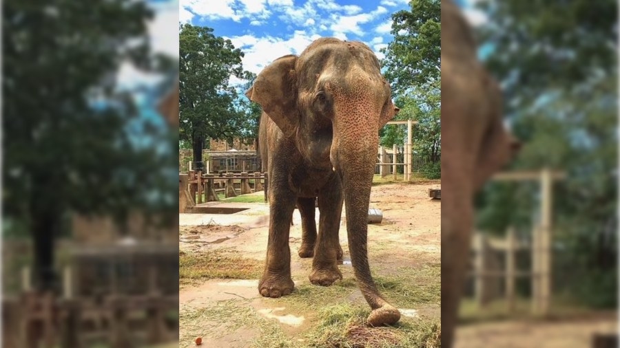 Little Rock Zoo's oldest elephant tests positive for tuberculosis