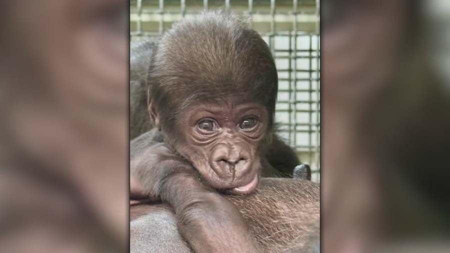 Little Rock Zoo announces baby gorilla gender on The Today Show