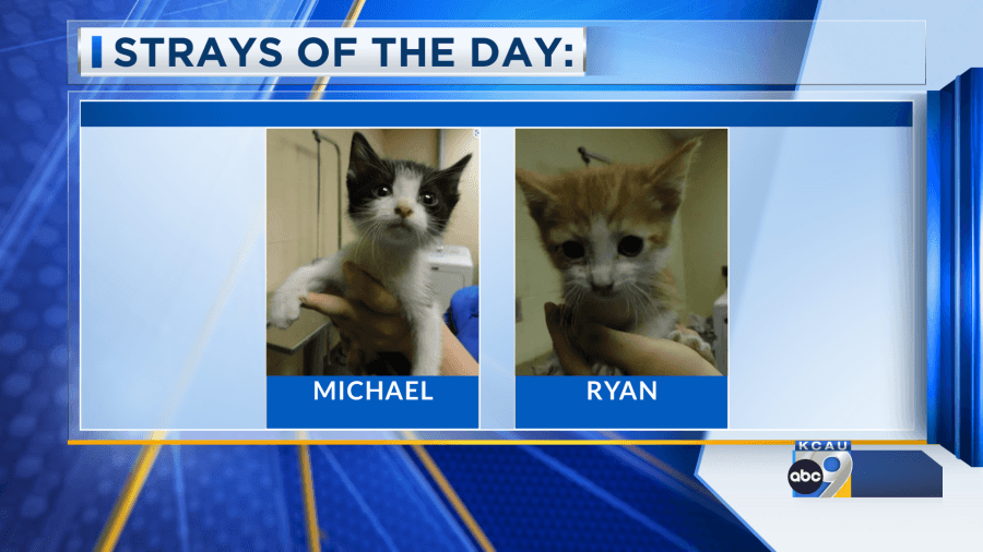 Strays of the Day: Meet Michael and Ryan
