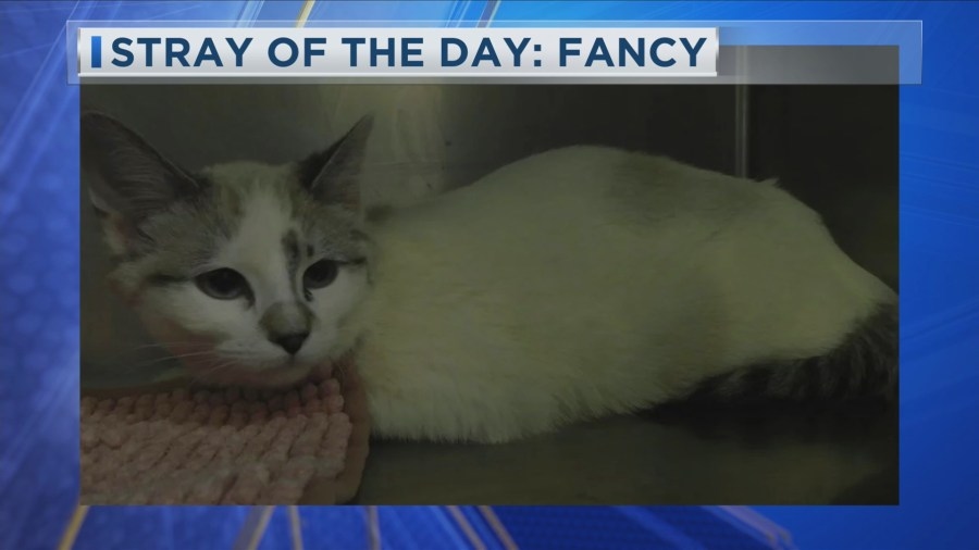 Stray of the Day: Meet Fancy