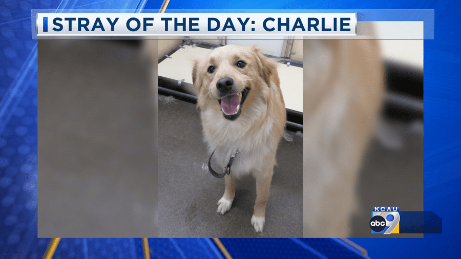 Stray of the Day: Meet Charlie 6/9/25