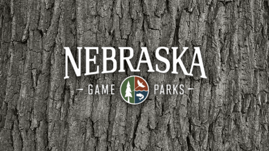 One of Nebraska's oldest trees has died