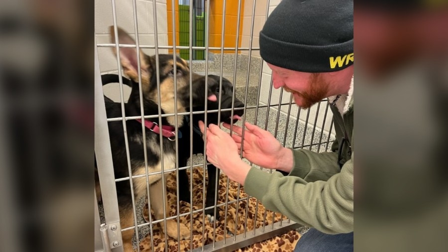 Arrest warrant issued, puppies rescued from Wheat Ridge motel up for adoption