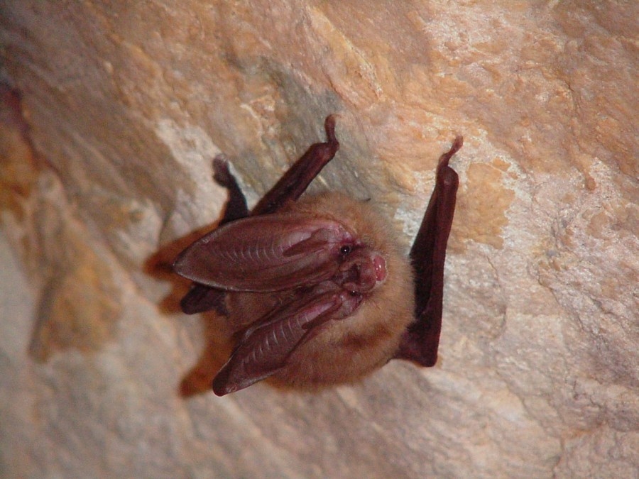 Invasive, deadly fungus affecting bats found in Rocky Mountain National Park