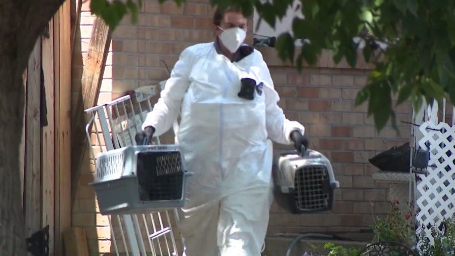 Over 110 animals rescued from Northglenn home: Here's how you can help