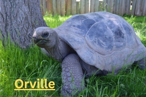Orville the tortoise turns 120