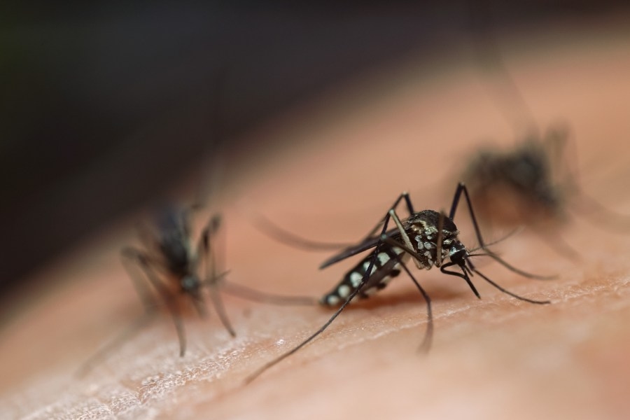 City of Palestine to start summer mosquito spraying soon