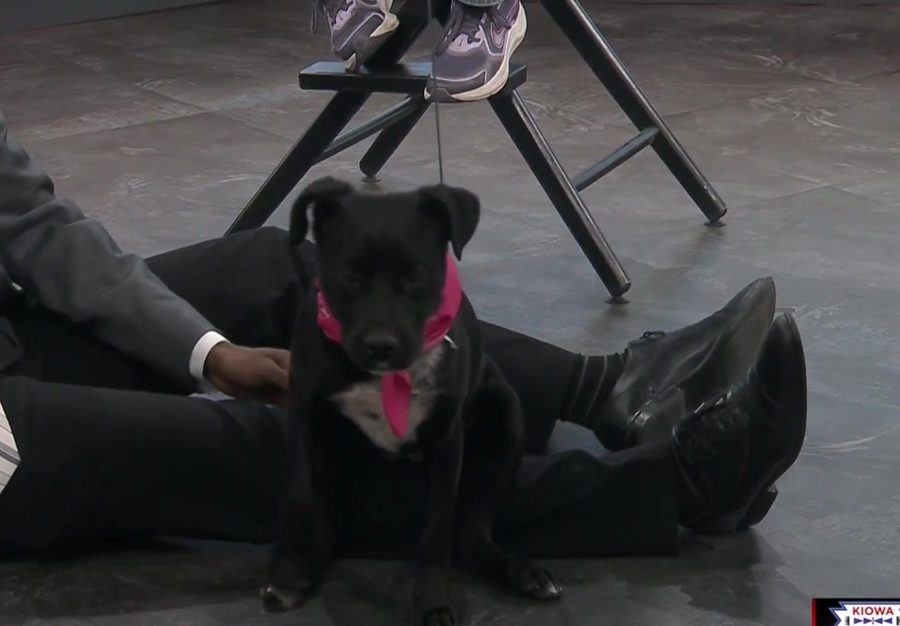 Cookie ready for forever playmates and family