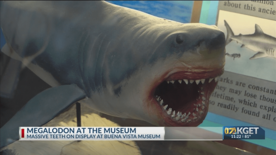 Megalodon at the Museum: Massive shark teeth on display at Buena Vista Museum