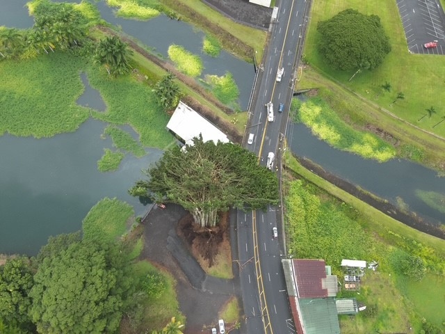 WATCH: Large banyan tree falls in Hilo, brings down power lines with it