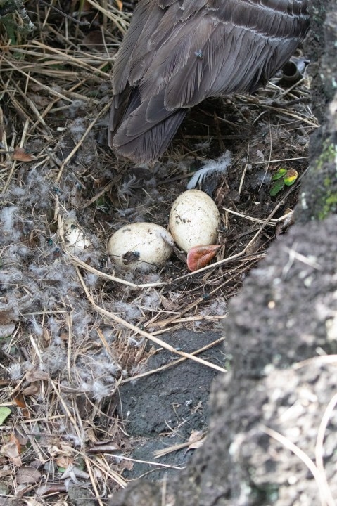 Dog tramples endangered Nene nest leaving cracked eggs