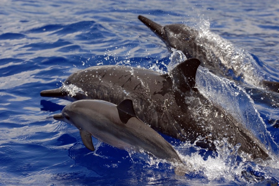 Infected dolphins found stranded on Oʻahu shores: UH