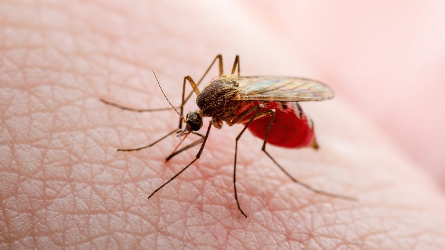 Hawaii woman recovering after rare, severe dengue case