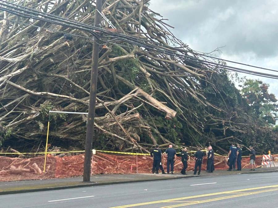 Two remains found under fallen Hilo banyan tree