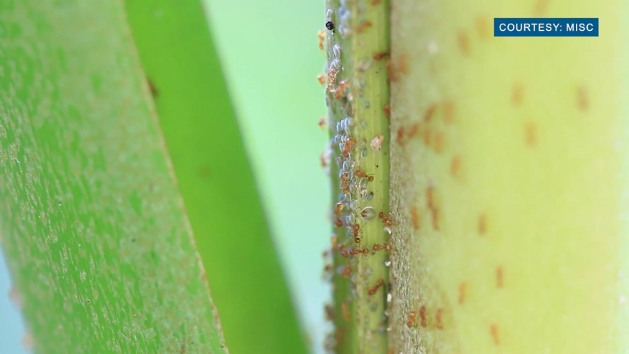 New technology introduced in fight against invasive species