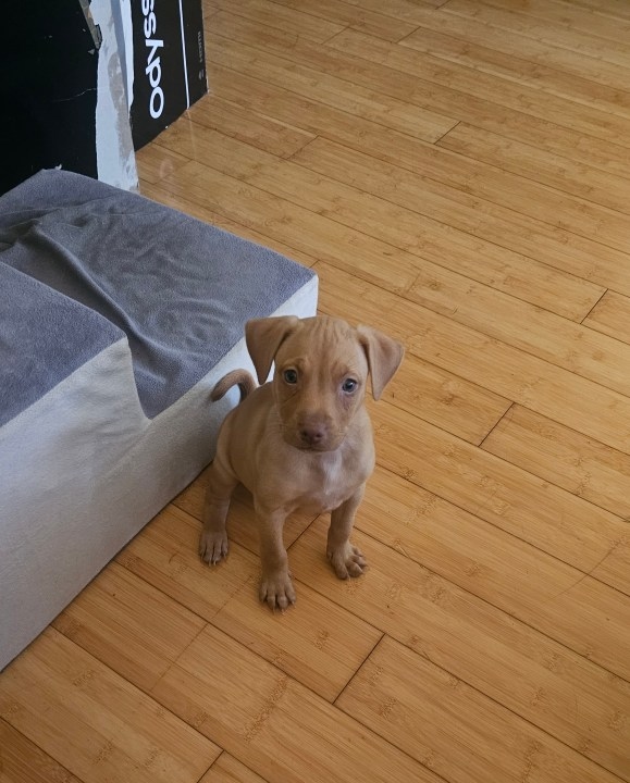 Chinatown man looking for a new home for his rescued puppy
