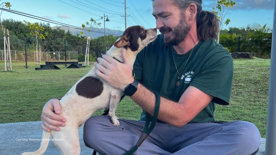 Couch-surfing cats and trail-hiking dogs? Only in Hawaiʻi: How you can join the fun