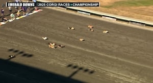 Who was ‘top dog' at this year's Corgi World Championship?