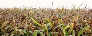 WSU scientists find new way to convert corn waste into low-cost biofuel