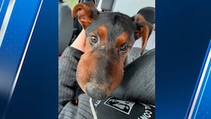 Dogs with swollen muzzles found alone near Auburn