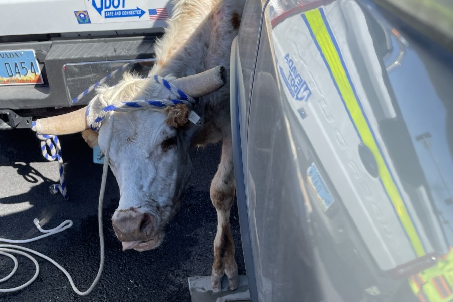 NDOT crews help corral cow ‘on the run' near Las Vegas freeway