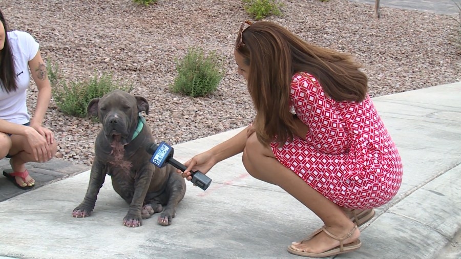 Blue-nosed pit bull left for dead recovers in foster home as ‘Reba's law' moves forward