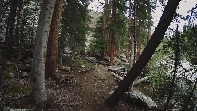 Oregon Bureau of Land Management timber sales made more than $13.5M in revenue in July
