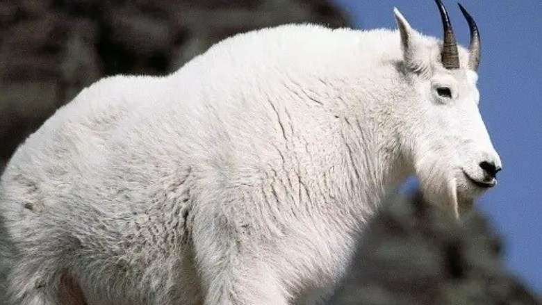 BLM warns of ‘aggressive' mountain goats along Oregon river