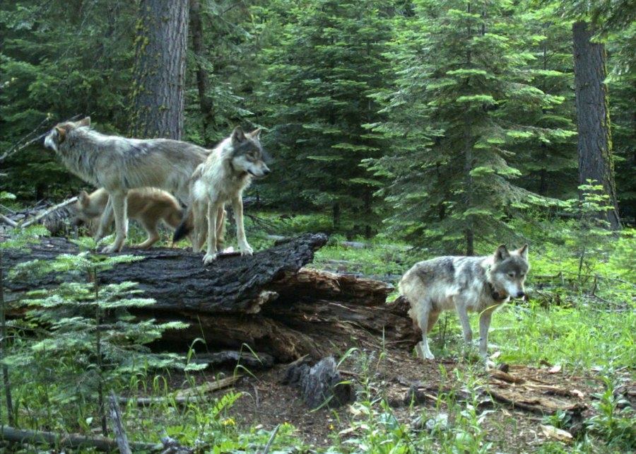 Illegal killing of endangered gray wolf in Sisters, Ore. prompts investigation