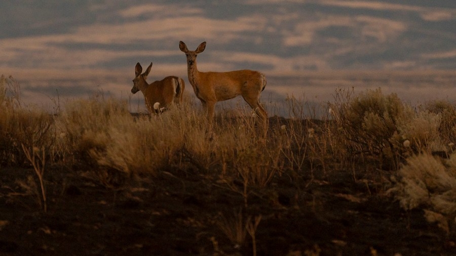 Washington expands species of roadkill that drivers can take home to eat
