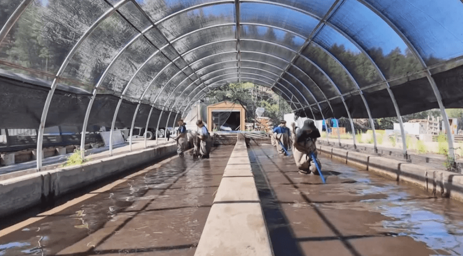 Mescalero Fish Hatchery loses 80% of its fish due to flooding