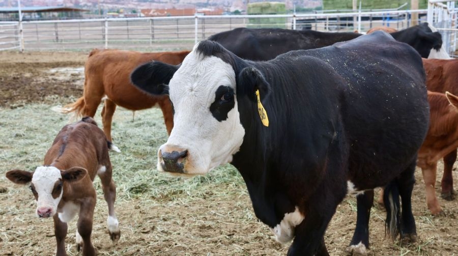 Livestock evacuated from Oak Ridge Fire return home