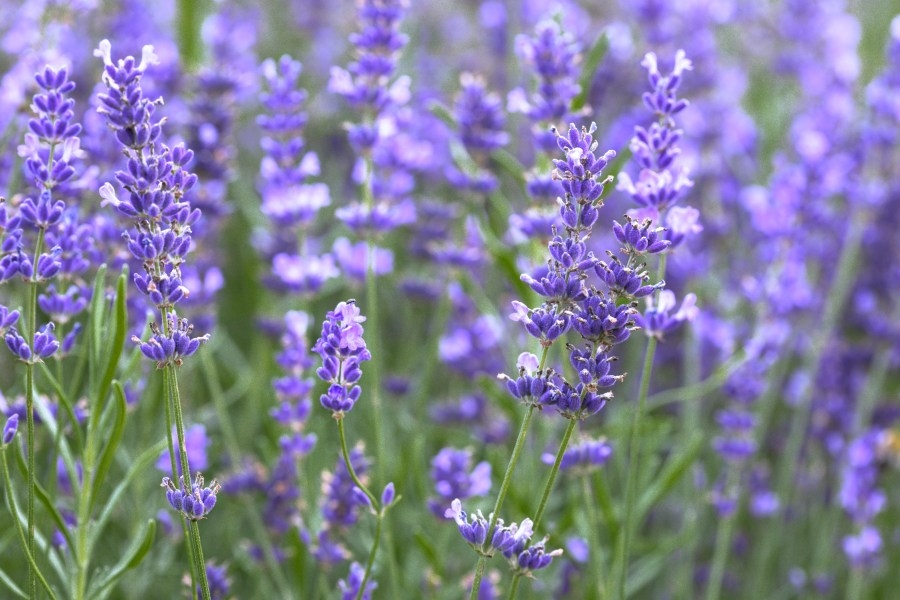 Lavender plants, products, crafts and more at the 18th Lavender in the Village Festival