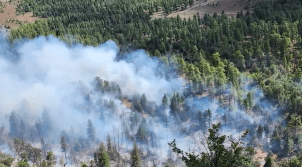 Rancher loses cattle to Laguna Fire in the Santa Fe National Forest