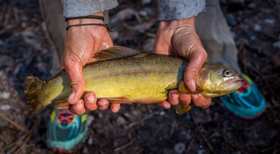 Mora hatchery's Gila Trout recovery efforts showing promise