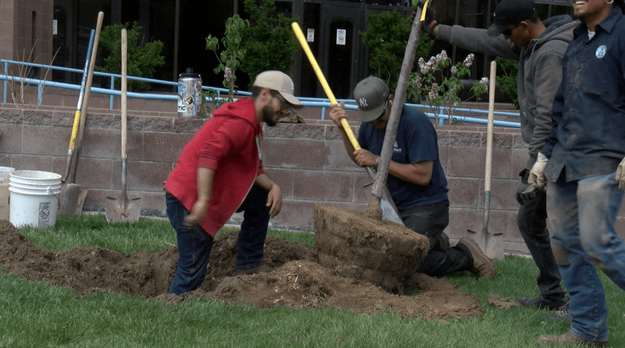 City of Albuquerque to host public meeting on potential changes to tree-related ordinances