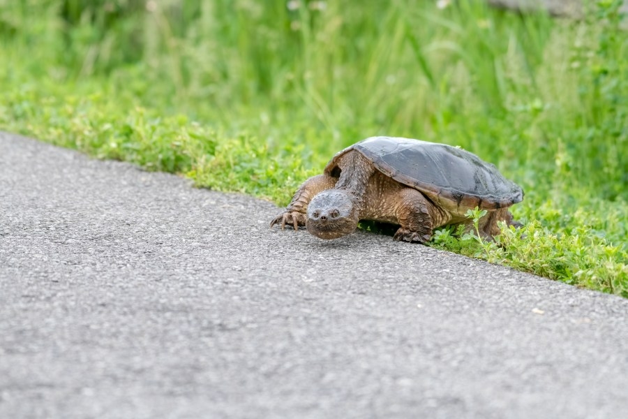 Should you help a turtle cross the road in Kansas?