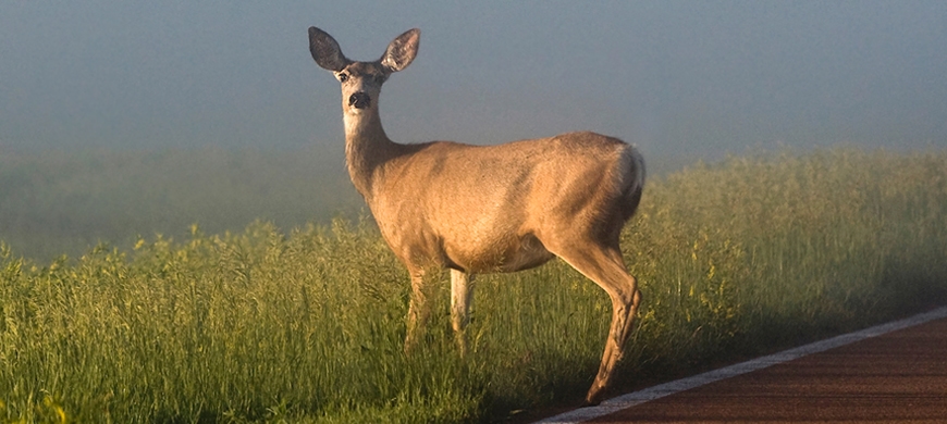 Hunting show host banned for life from Kansas outdoors