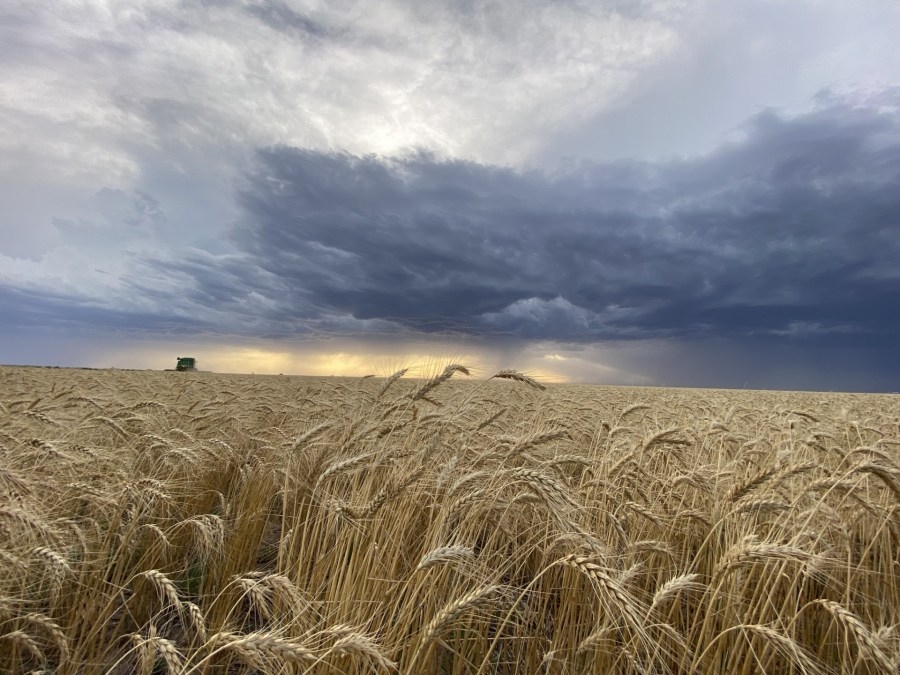 USDA: Wheat harvest in Kansas halfway complete