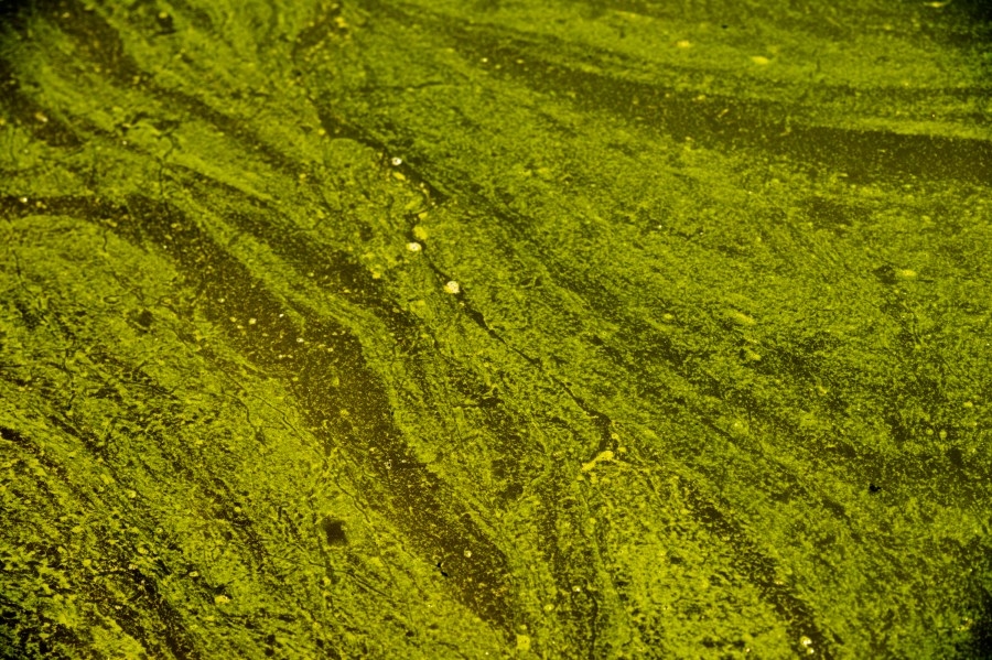 State issues blue-green algae warnings for Kansas lakes